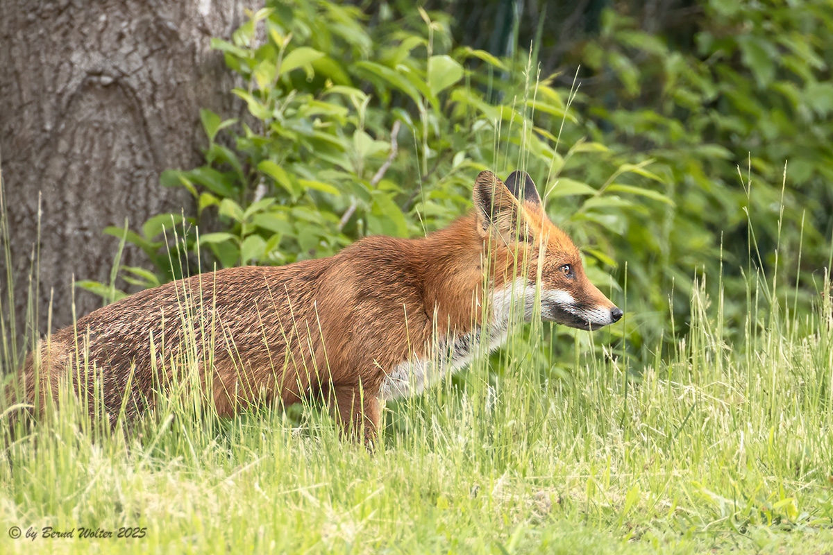 Rotfuchs 10