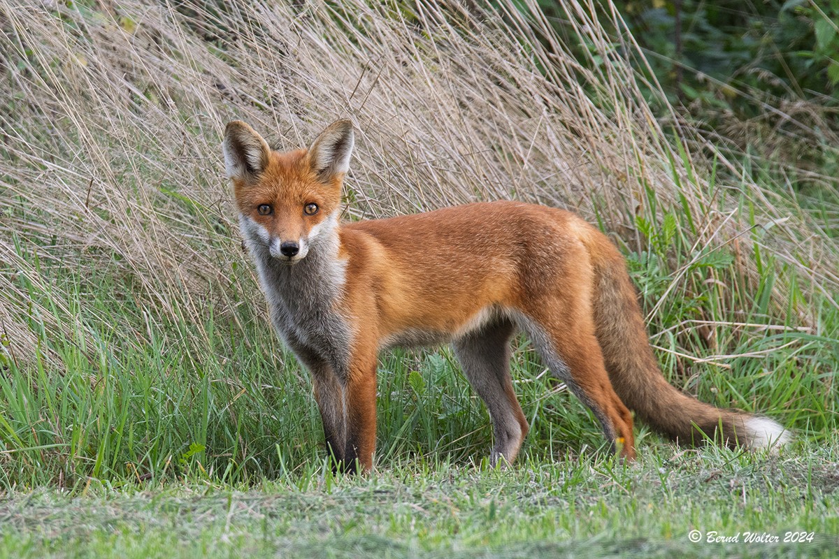 Rotfuchs 5