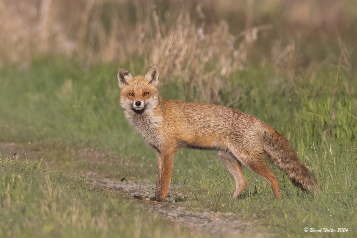 Rotfuchs 3