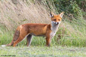 Rotfuchs 11