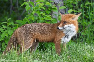 Rotfuchs 8