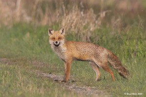 Rotfuchs