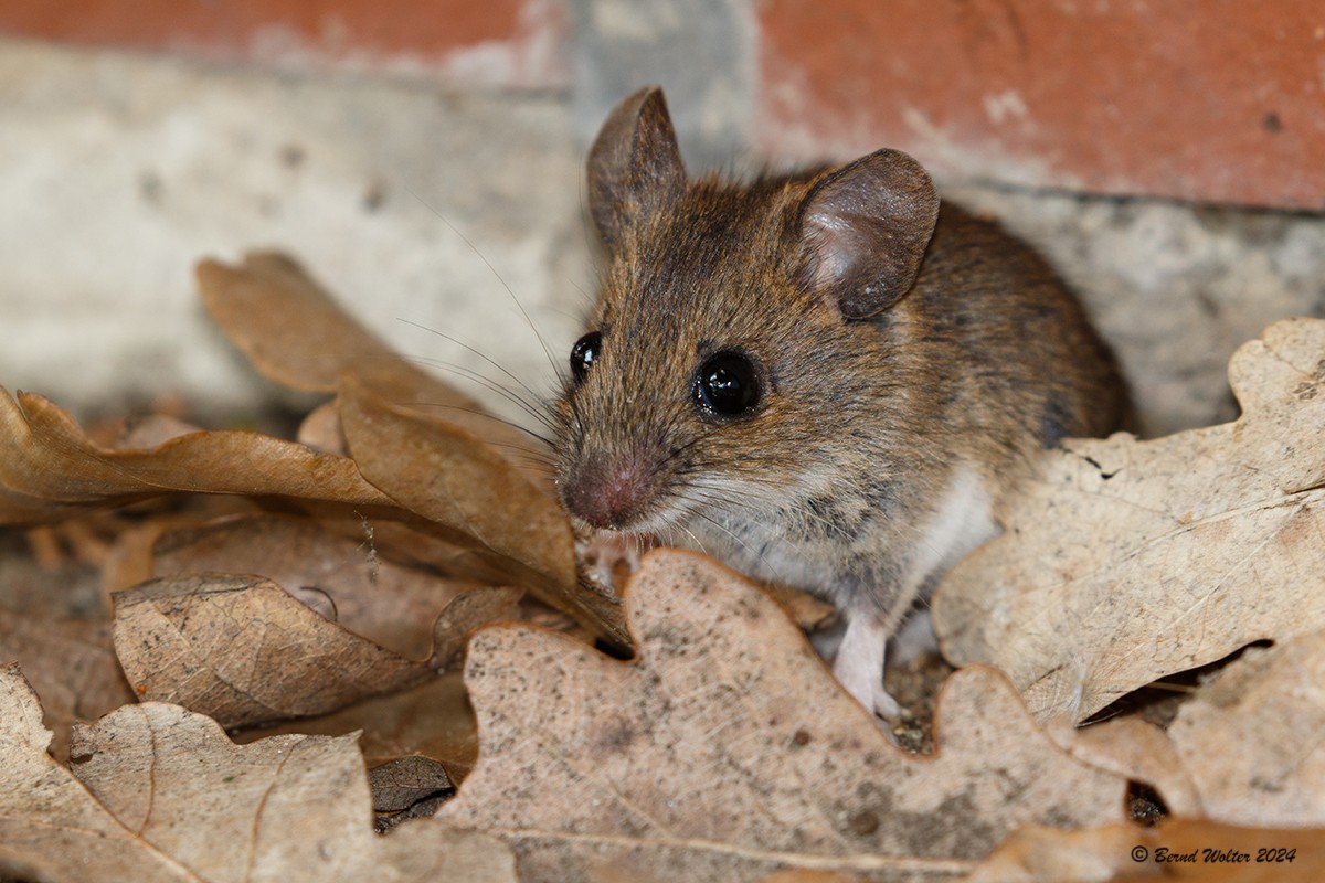 Waldmaus 1