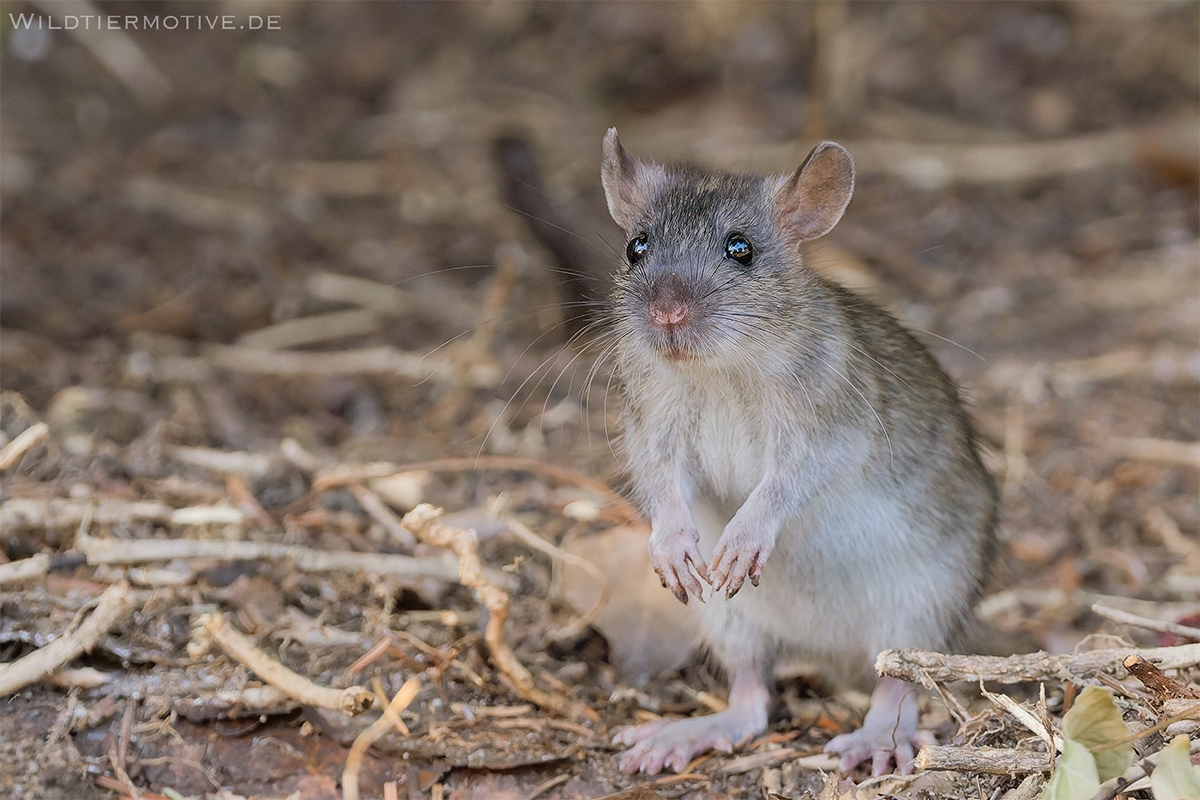 Wanderratte 1