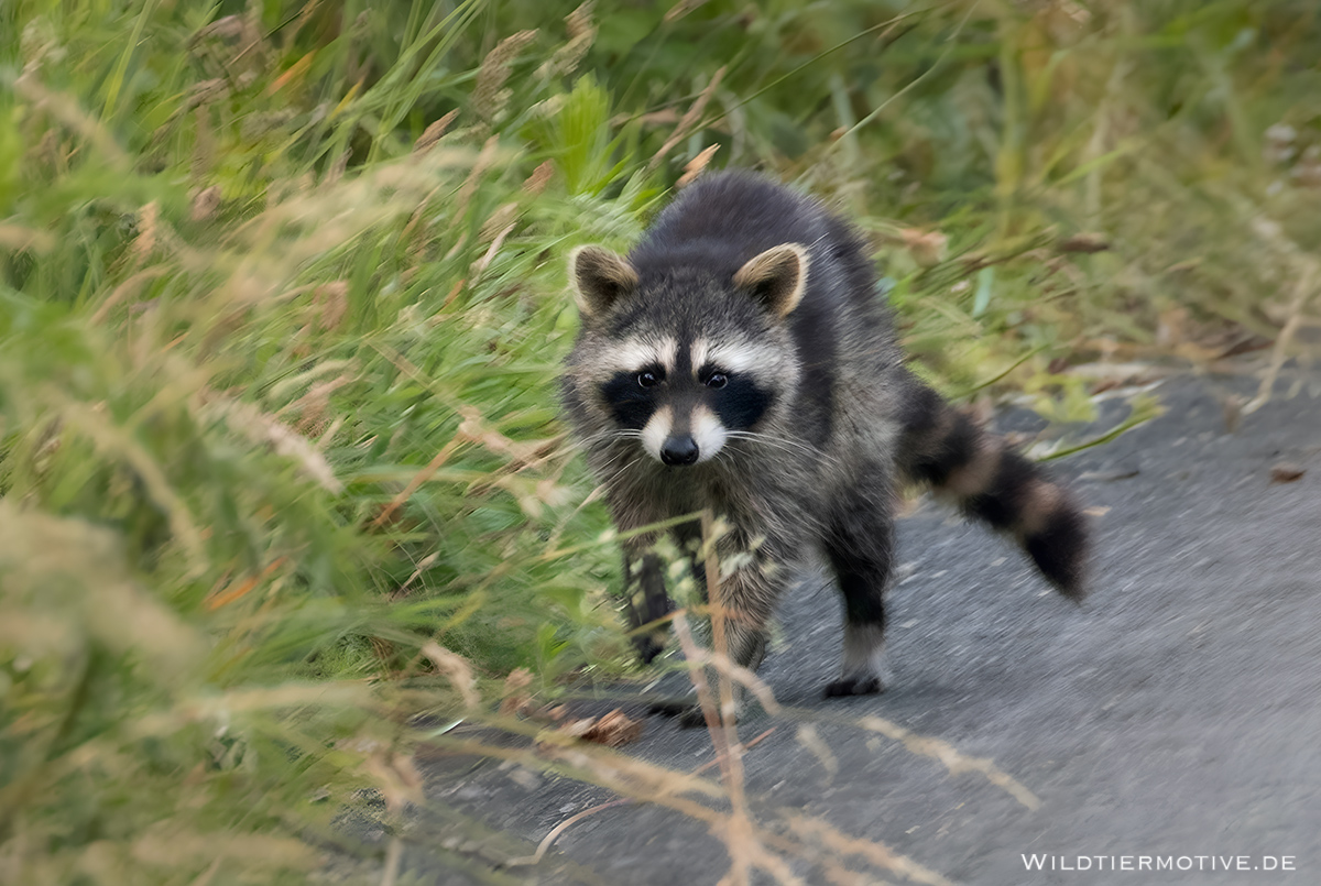 Waschbär an der Meerbachbrücke