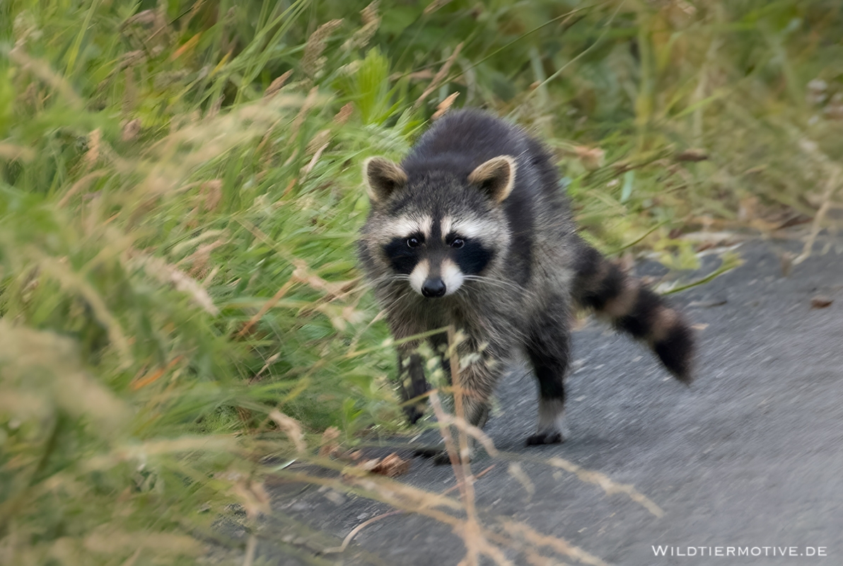 Waschbär 1