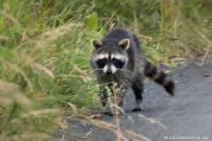 Waschbär