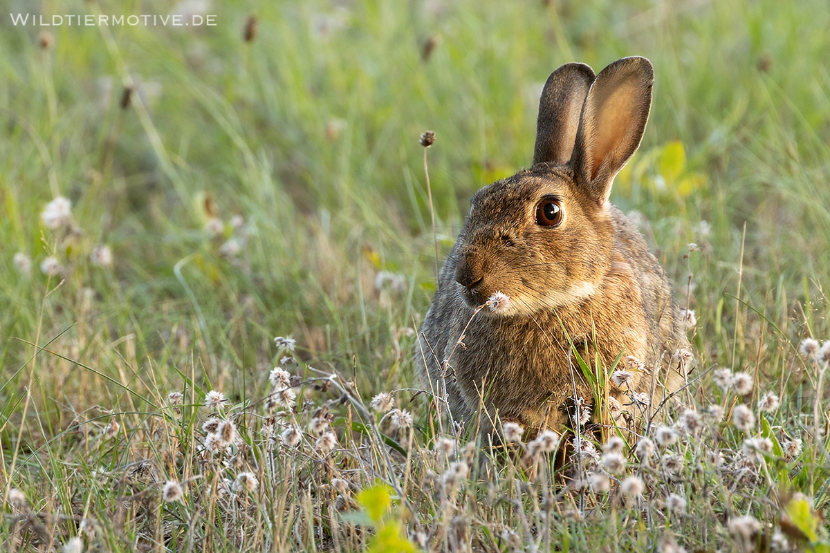 Wildkaninchen 7