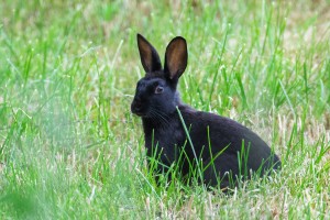 Wildkaninchen