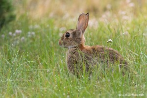 Wildkaninchen 2