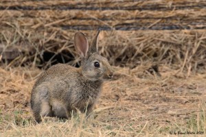 Wildkaninchen 3
