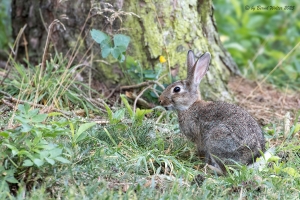 Wildkaninchen 4