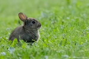 Wildkaninchen 5