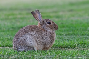 Wildkaninchen 6