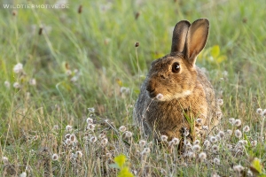 Wildkaninchen 7