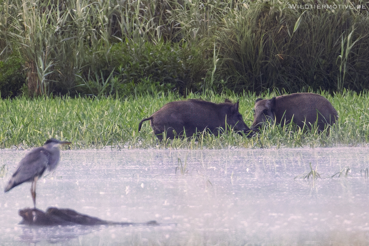 Wildschwein-6