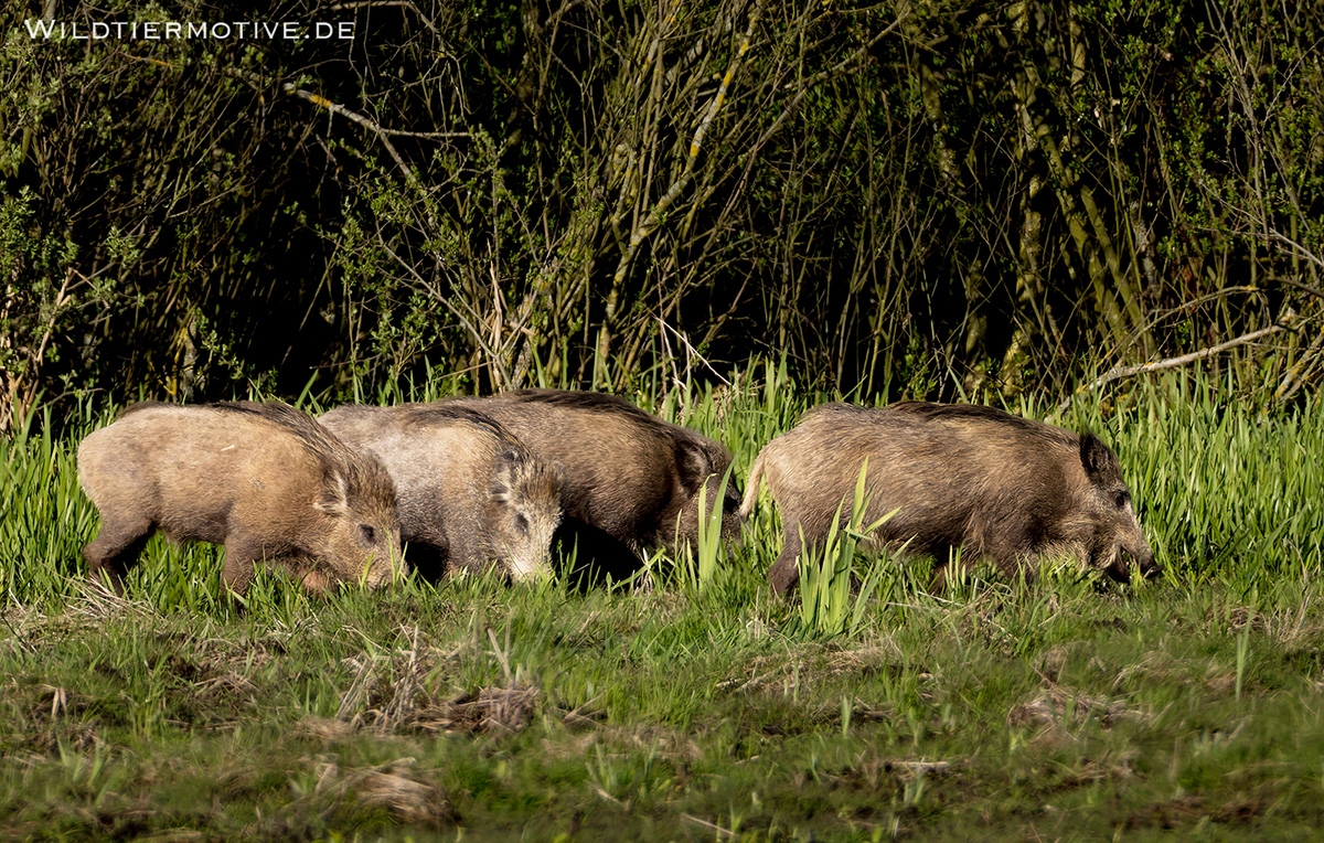 Wildschwein 7
