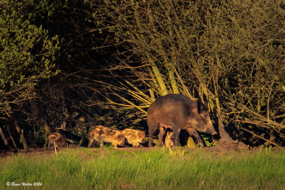 Wildschwein 1