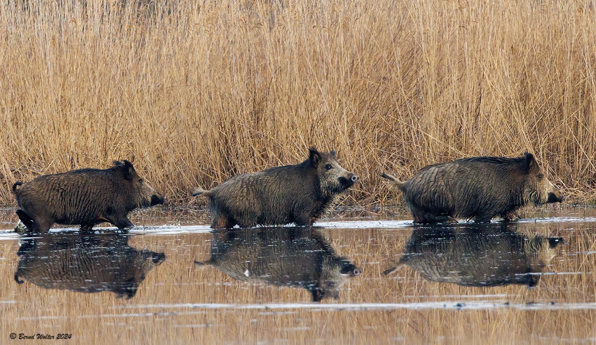 Wildschwein 2