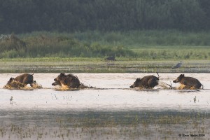 Wildschwein 3