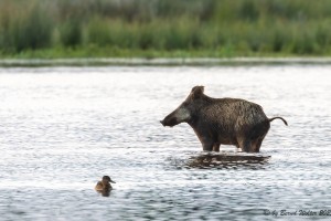 Wildschwein 4