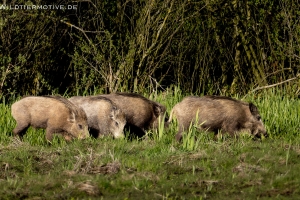Wildschwein 7