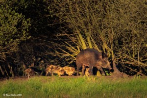 Wildschwein 1