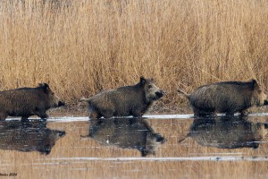 Wildschweine