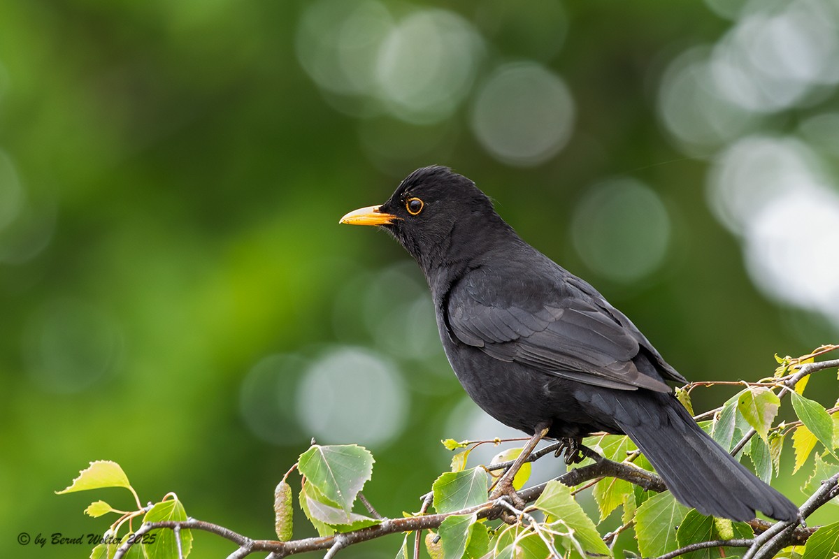 Amsel 4