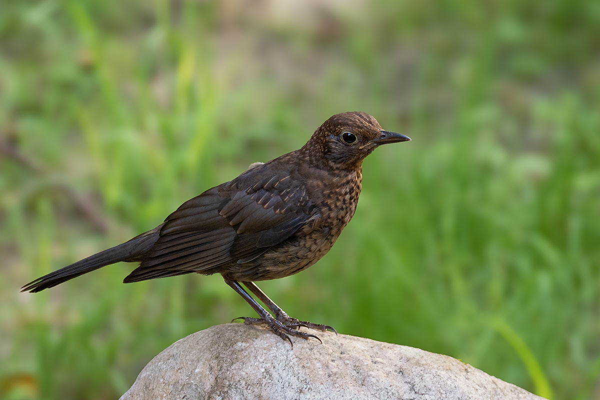 Amsel 6