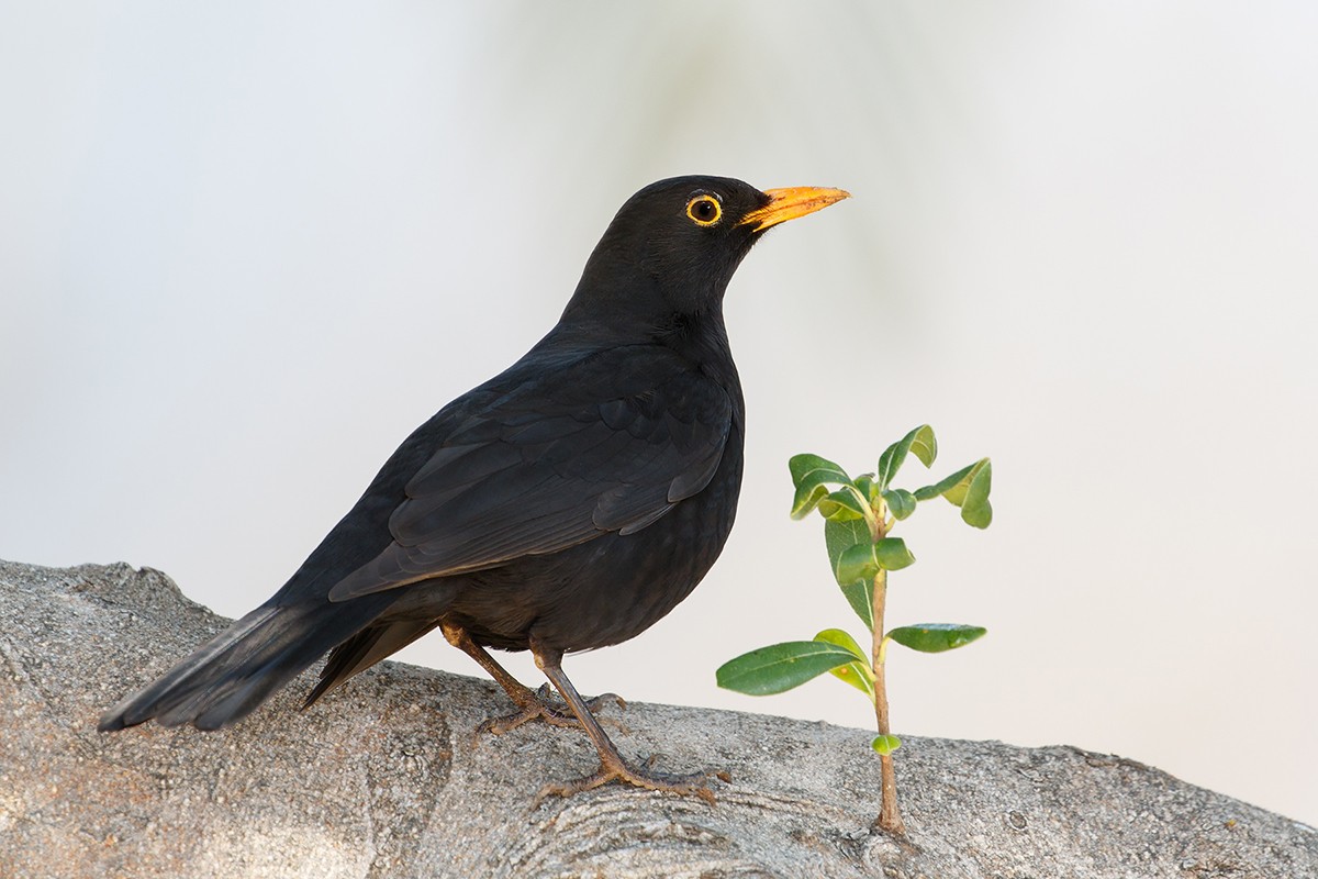Amsel 1