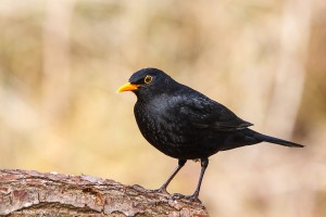 Amsel 3