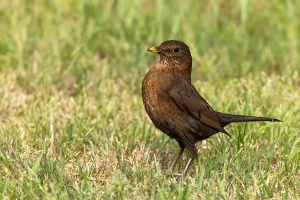 Amsel 5