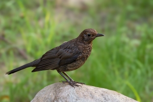 Amsel 6