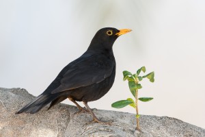 Amsel 1