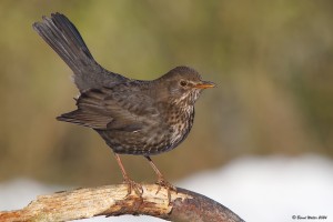 Amsel-2