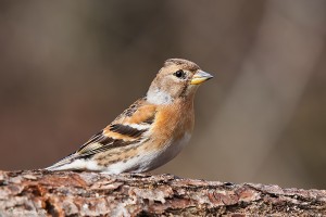 Bergfink 1