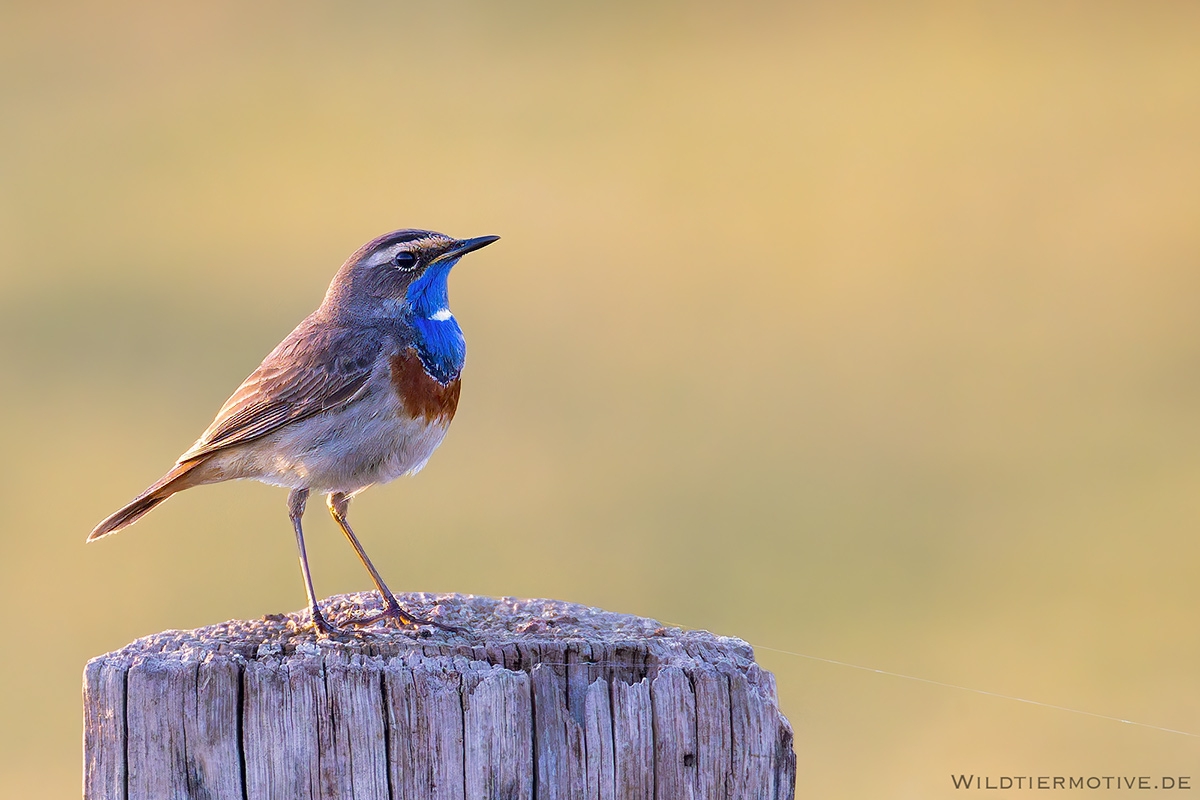 Blaukehlchen 13