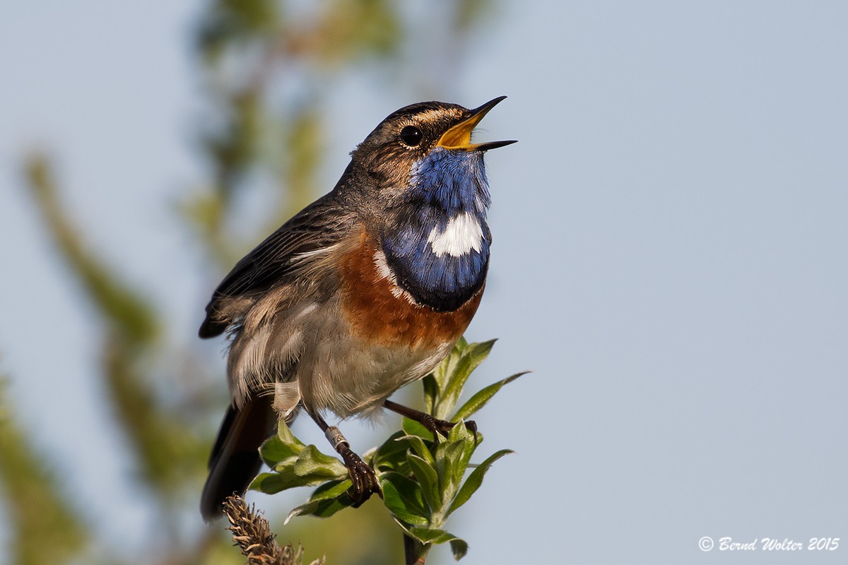 Blaukehlchen-7