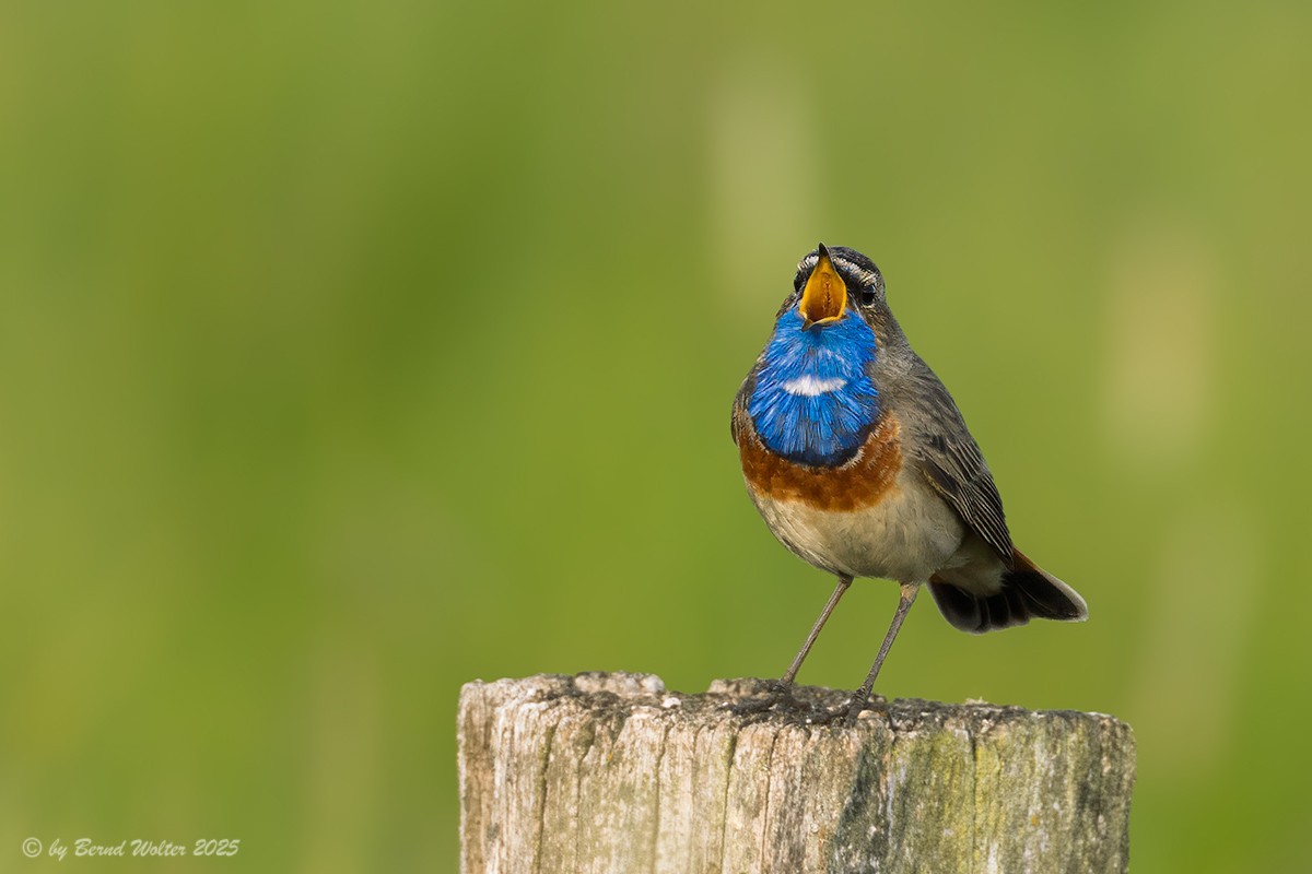 Blaukehlchen 8