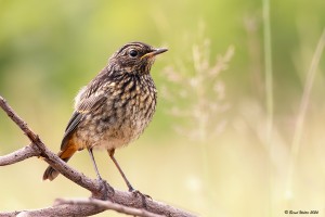 Blaukehlchen 1
