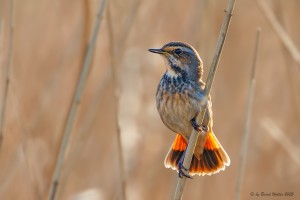 Blaukehlchen 10