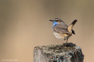 Blaukehlchen 11
