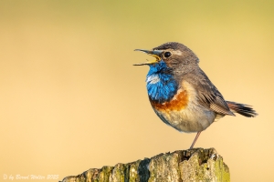 Blaukehlchen 12