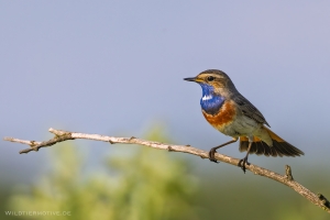 Blaukehlchen 14