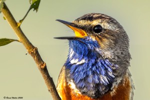 Blaukehlchen 3