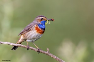 Blaukehlchen 4