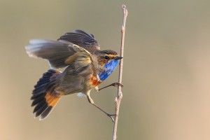 Blaukehlchen 5