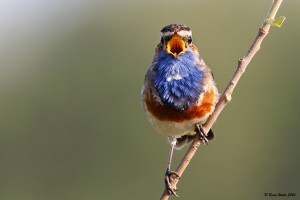 Blaukehlchen 6