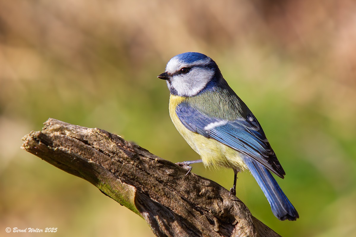 Blaumeise 1